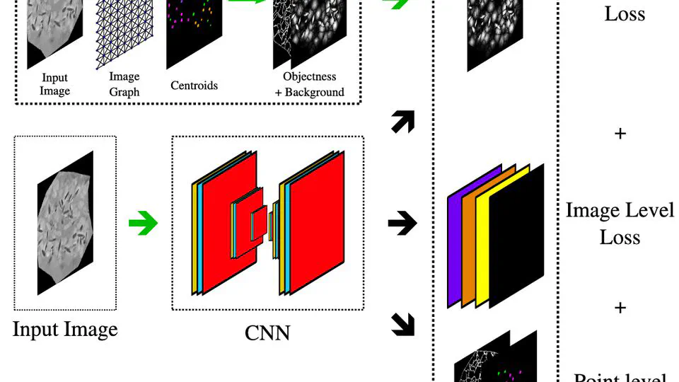 Point-supervised segmentation of microscopy images and volumes via objectness regularization
