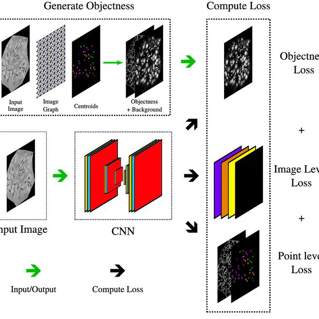 Point-supervised segmentation of microscopy images and volumes via objectness regularization